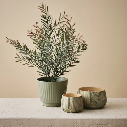 Acacia Leaf Bush 43 cm