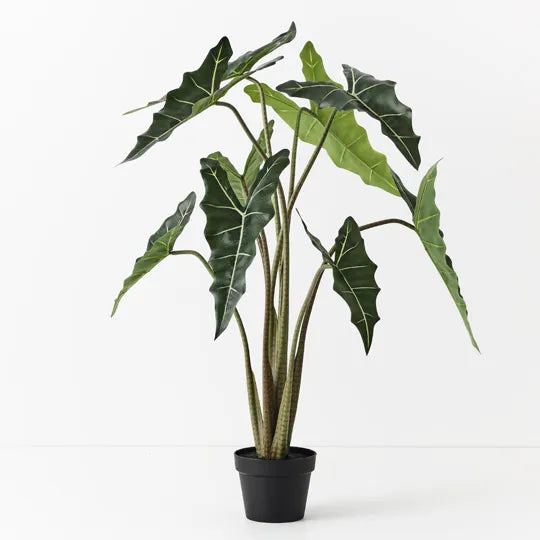 Alocasia Plant 120 cm