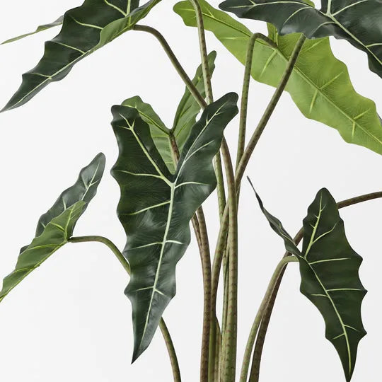 Alocasia Plant 120 cm