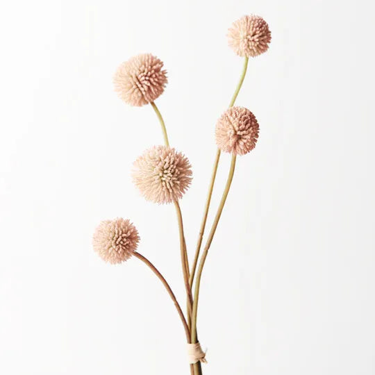 Billy Button Bundle 48 cm