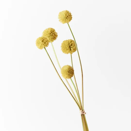 Billy Button Bundle 48 cm