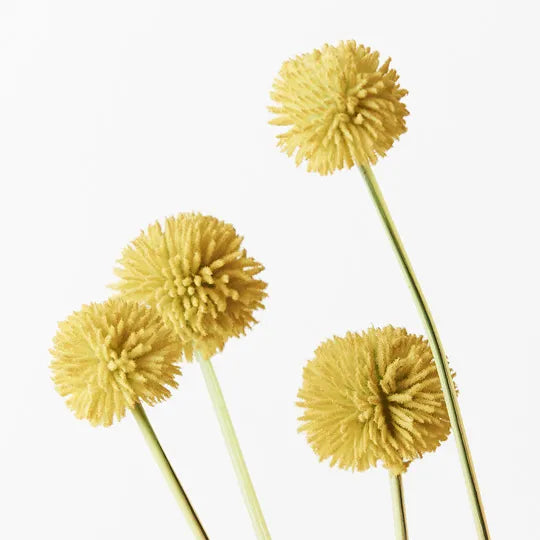 Billy Button Bundle 48 cm