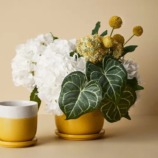 Billy Button Bundle 48 cm