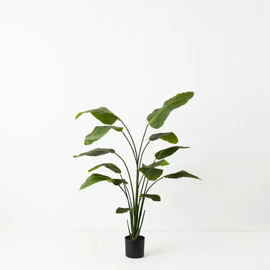 Bird of Paradise Plant 180 cm