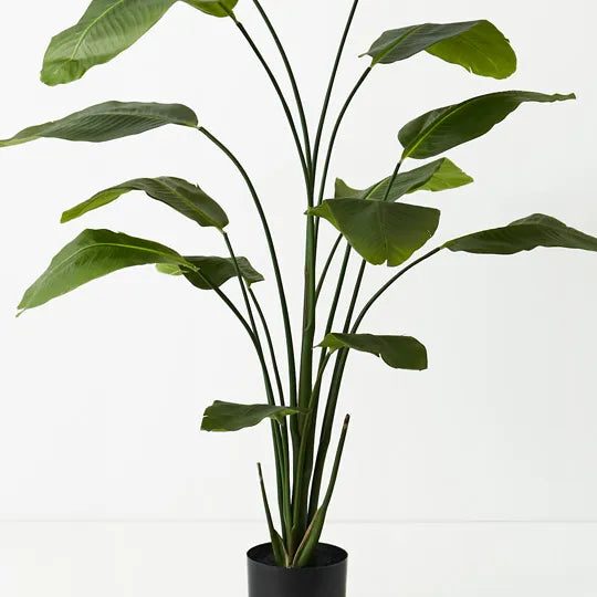 Bird of Paradise Plant 180 cm