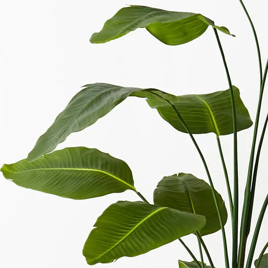 Bird of Paradise Plant 240 cm