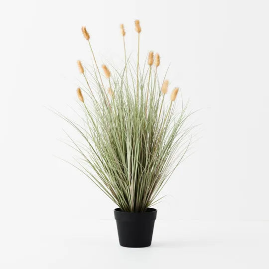 Bunny Tail Grass Plant 80 cm