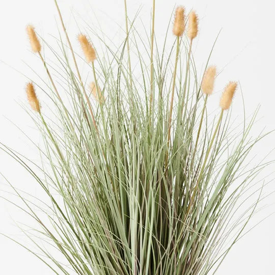 Bunny Tail Grass Plant 80 cm