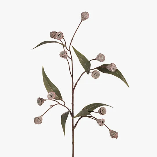 Eucalyptus Pod 71 cm