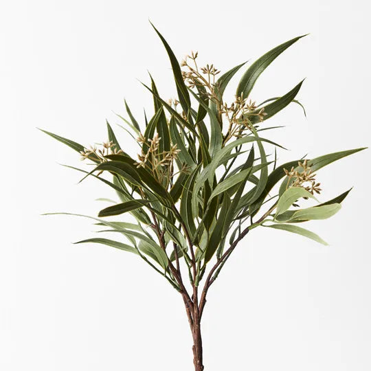 Eucalyptus Seed Bush 43 cm