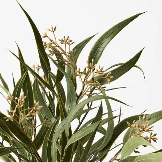 Eucalyptus Seed Bush 43 cm