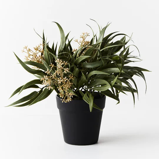 Eucalyptus Seed Bush in Pot 33 cm