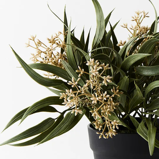 Eucalyptus Seed Bush in Pot 33 cm