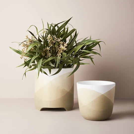 Eucalyptus Seed Bush in Pot 33 cm