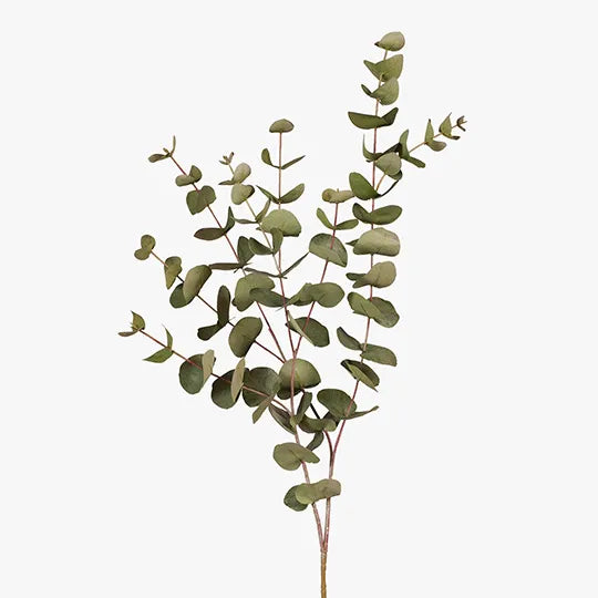 Eucalyptus Silver Dollar 101 cm