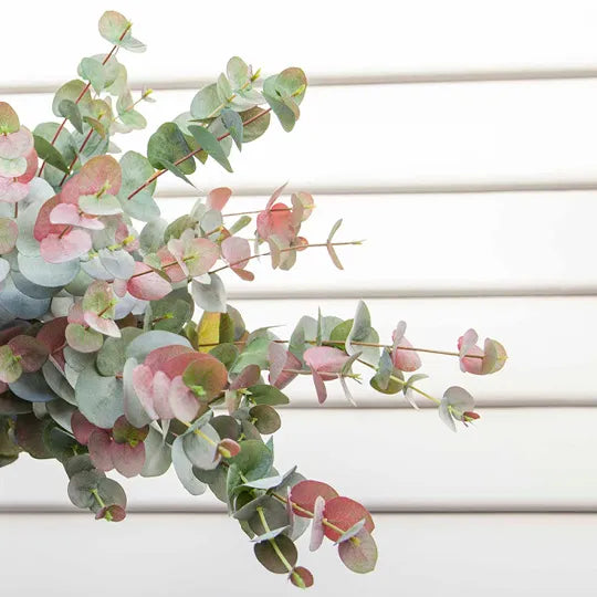 Eucalyptus Silver Dollar 101 cm