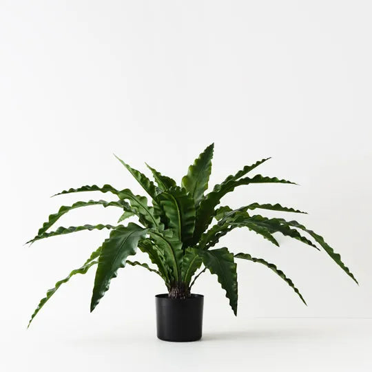 Fern Birds Nest Plant 66 cm