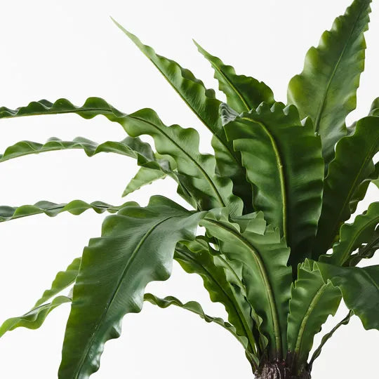 Fern Birds Nest Plant 66 cm