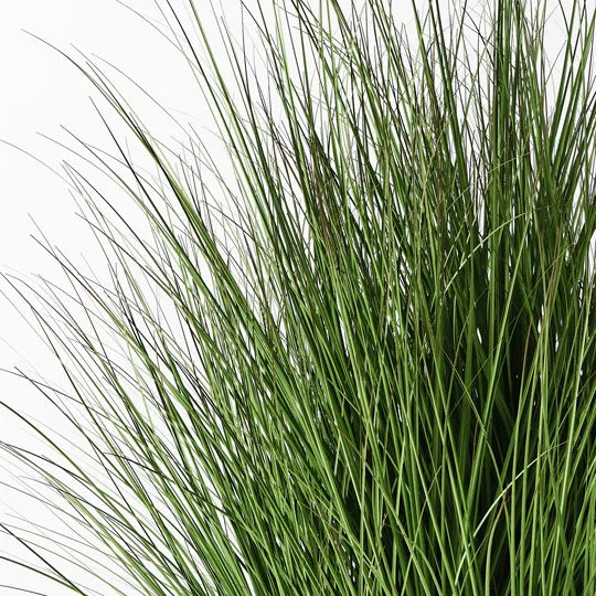 Grass Plant 150 cm