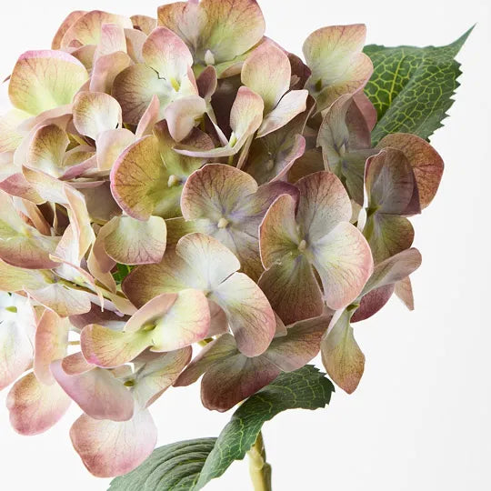 Hydrangea 63 cm