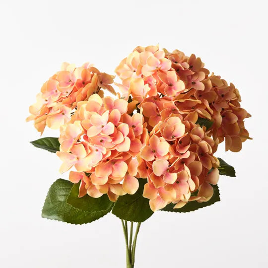 Hydrangea Bush 50 cm