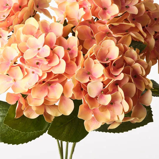 Hydrangea Bush 50 cm