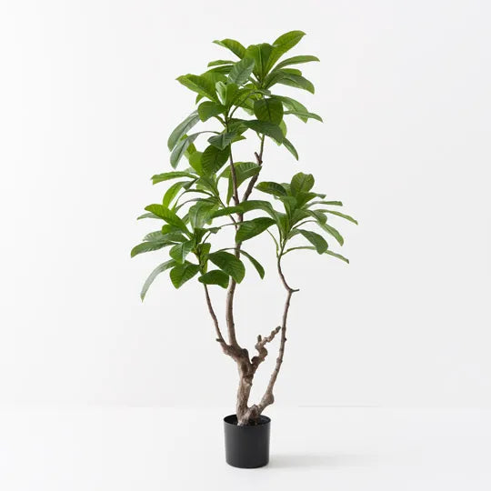 Loquat Tree 183 cm