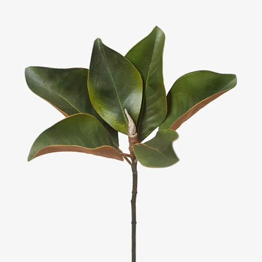 Magnolia Foliage 35 cm