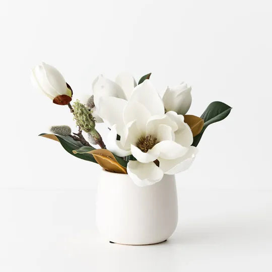 Magnolia Japanese Mix in Pot 23 cm