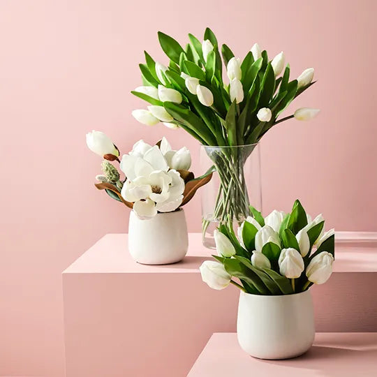 Magnolia Japanese Mix in Pot 23 cm