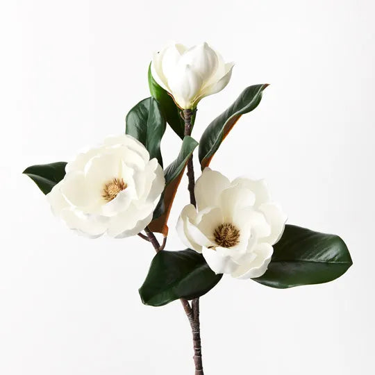 Magnolia Japanese Spray 74 cm