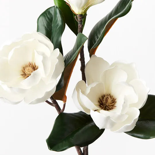 Magnolia Japanese Spray 74 cm