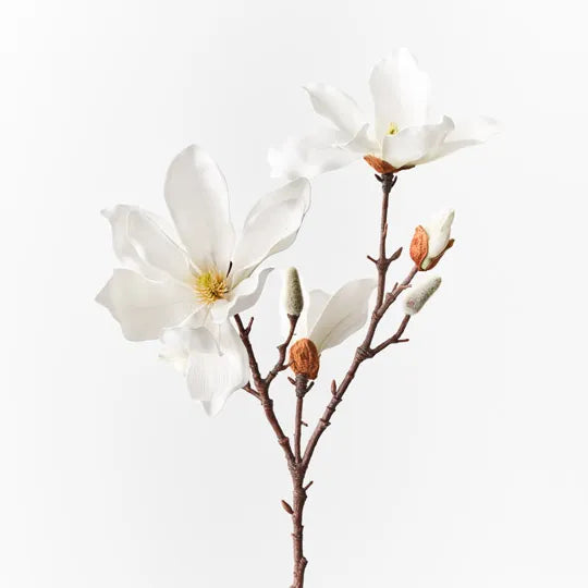 Magnolia Japanese Spray 78 cm