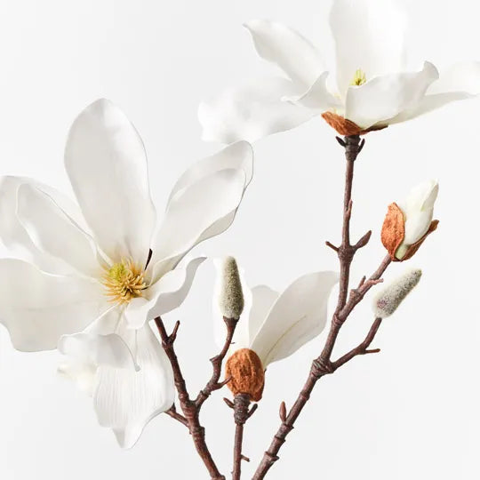 Magnolia Japanese Spray 78 cm
