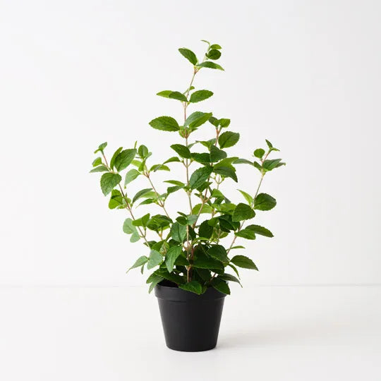 Mint Plant 52 cm