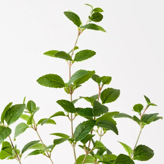 Mint Plant 52 cm