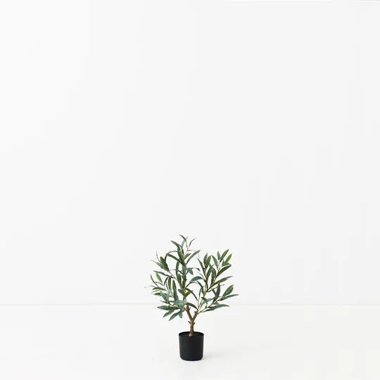 Olive Tree 50 cm