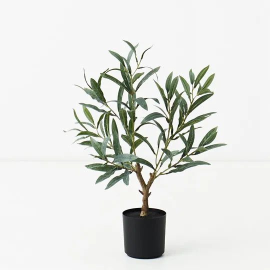 Olive Tree 50 cm