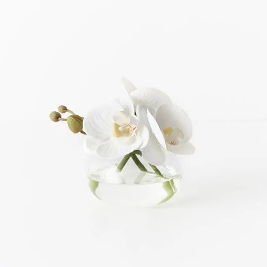 Orchid Phalaenopsis in Vase 11 cm
