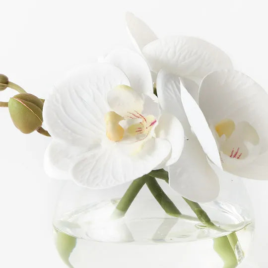 Orchid Phalaenopsis in Vase 11 cm