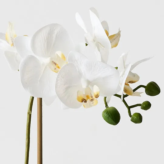 Orchid Phalaenopsis in Vase 35 cm