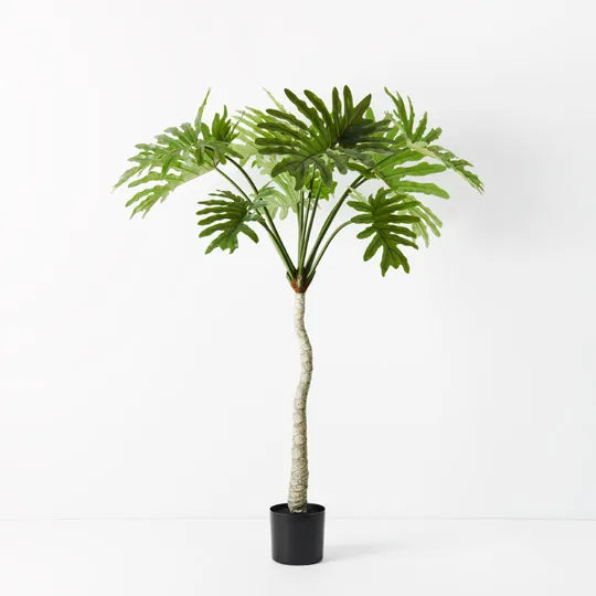 Philodendron Selloum Plant 160 cm