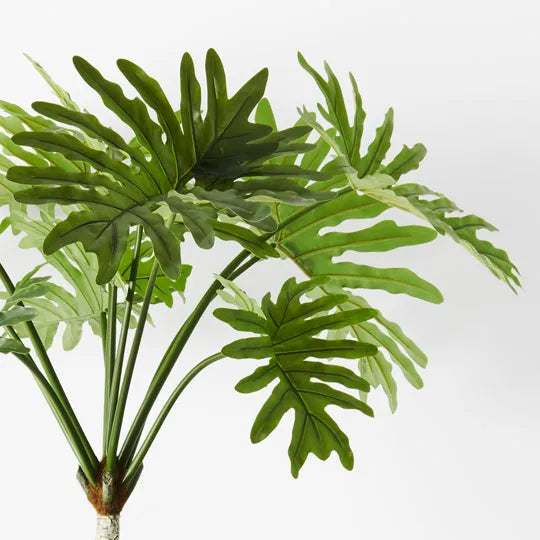 Philodendron Selloum Plant 160 cm