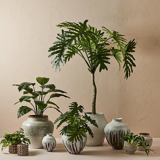 Philodendron Selloum Plant 160 cm