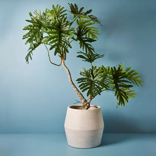 Philodendron Selloum Plant 170 cm