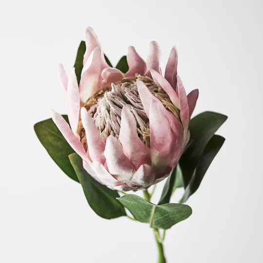Protea King 69 cm