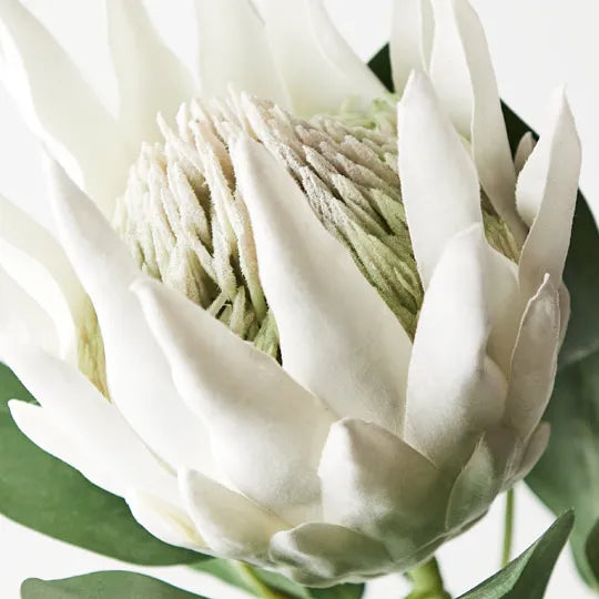 Protea King 69 cm