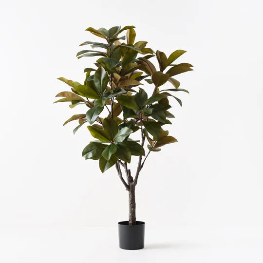 Rubber Tree 160 cm
