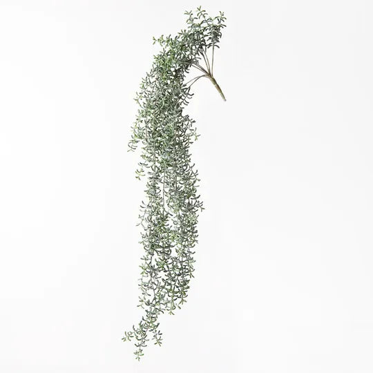 Senecio Hanging Bush 105 cm