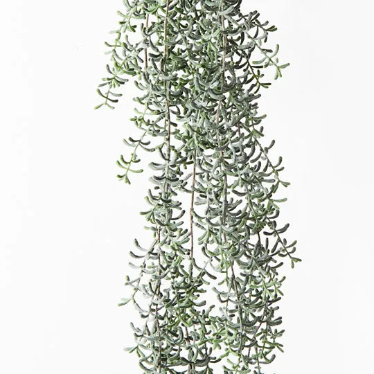 Senecio Hanging Bush 105 cm